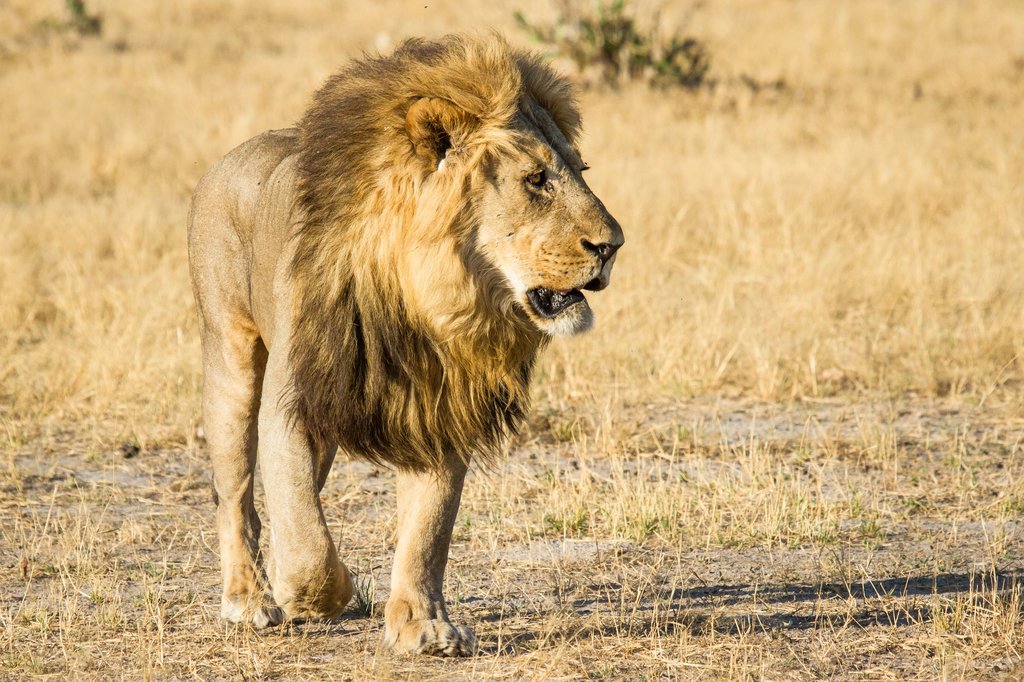 Lion at Savute