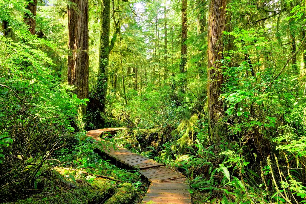 Hiking through Pacific Rim National Park