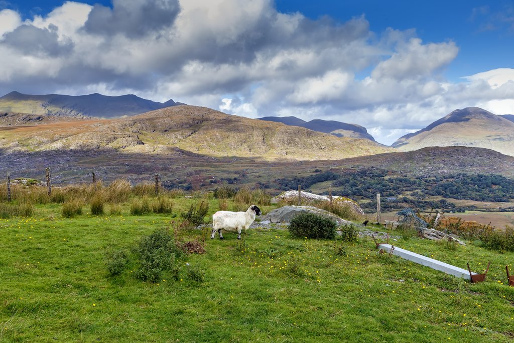 Ring of Kerry - Sheep