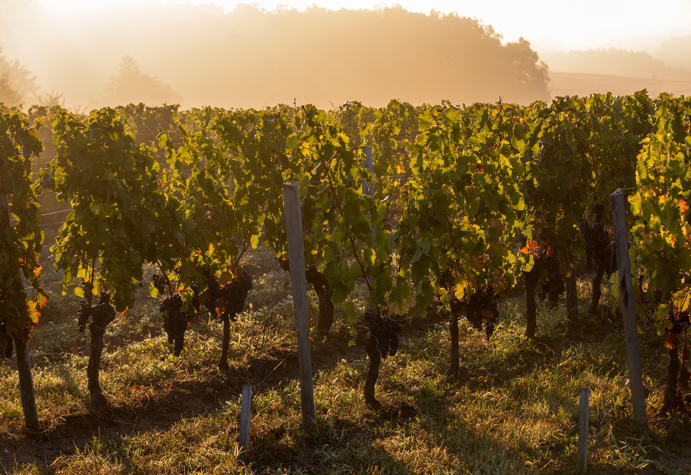 Drive through the vineyards of Medoc