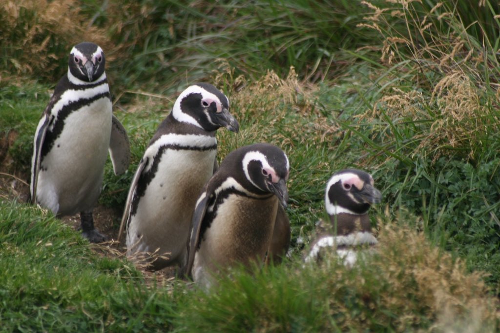 Some of the inhabitants