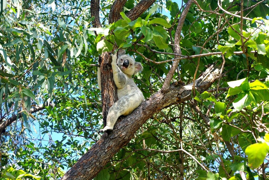 Magnetic Island - Koala