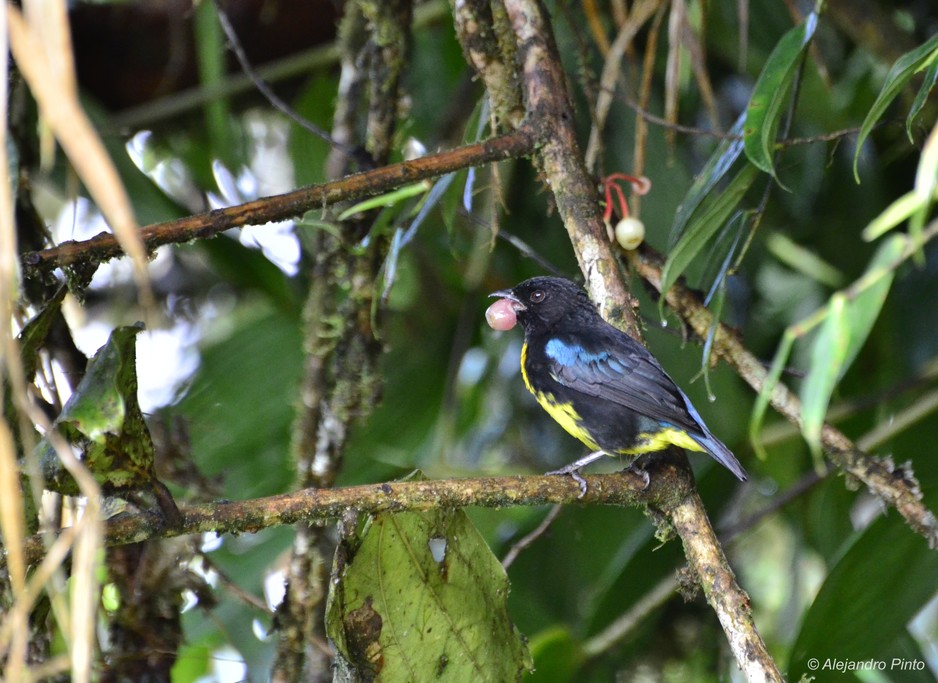 Black-and-gold Tanager