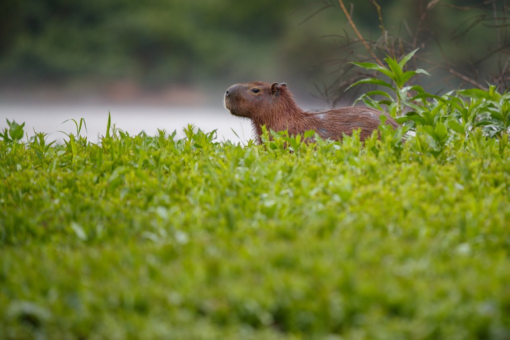Capybara in northern Pantanal