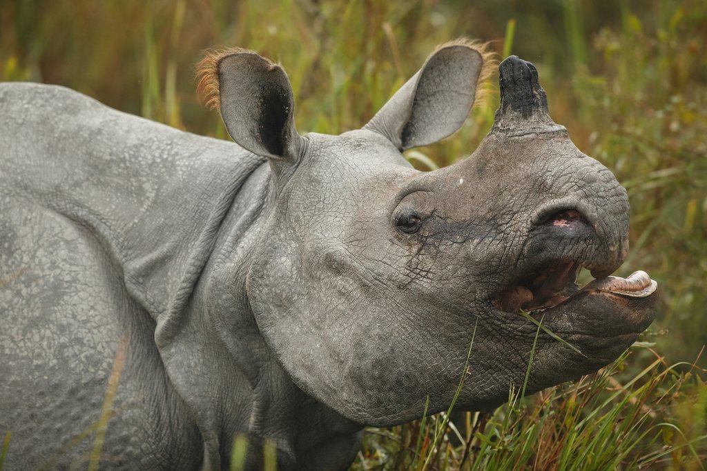 Rhino in Kaziranga National Park