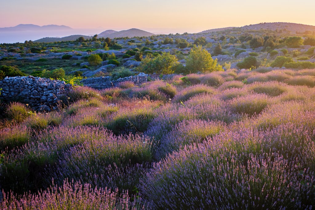 Lavender Fields, Hvar Island