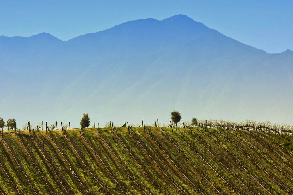 Visit a winery in Chile's beautiful Casablanca Valley