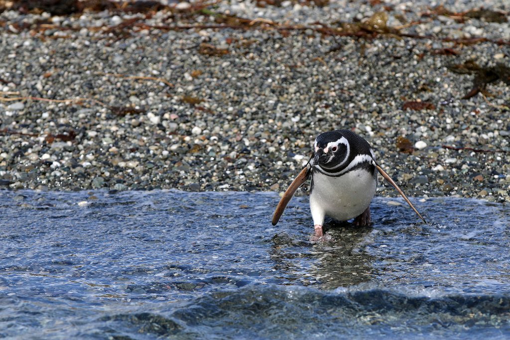 Magellan Penguin
