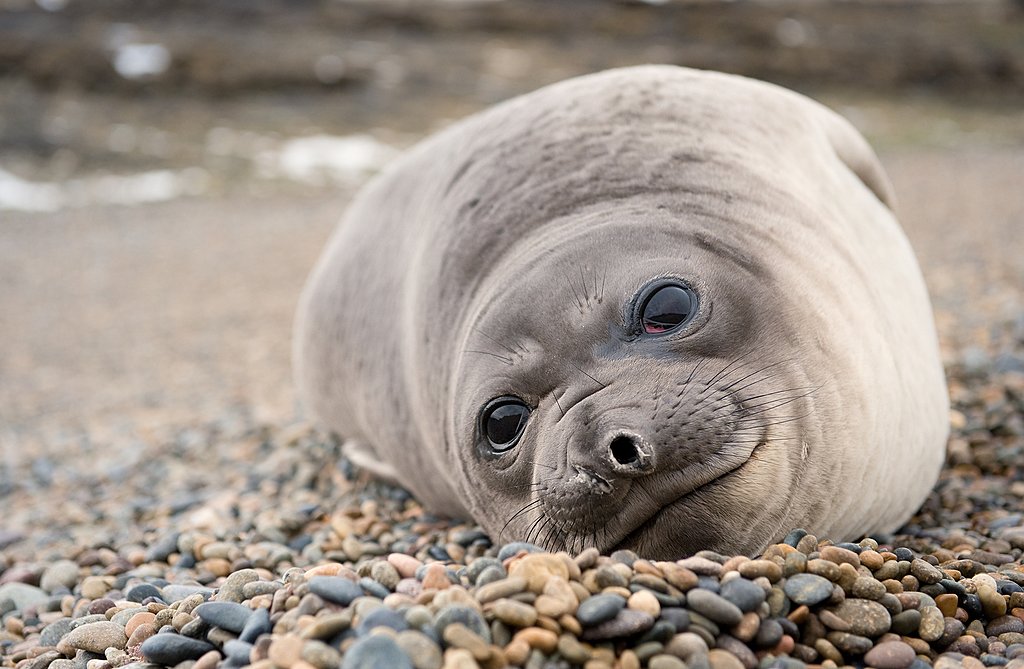 Baby seal at Península Valdés