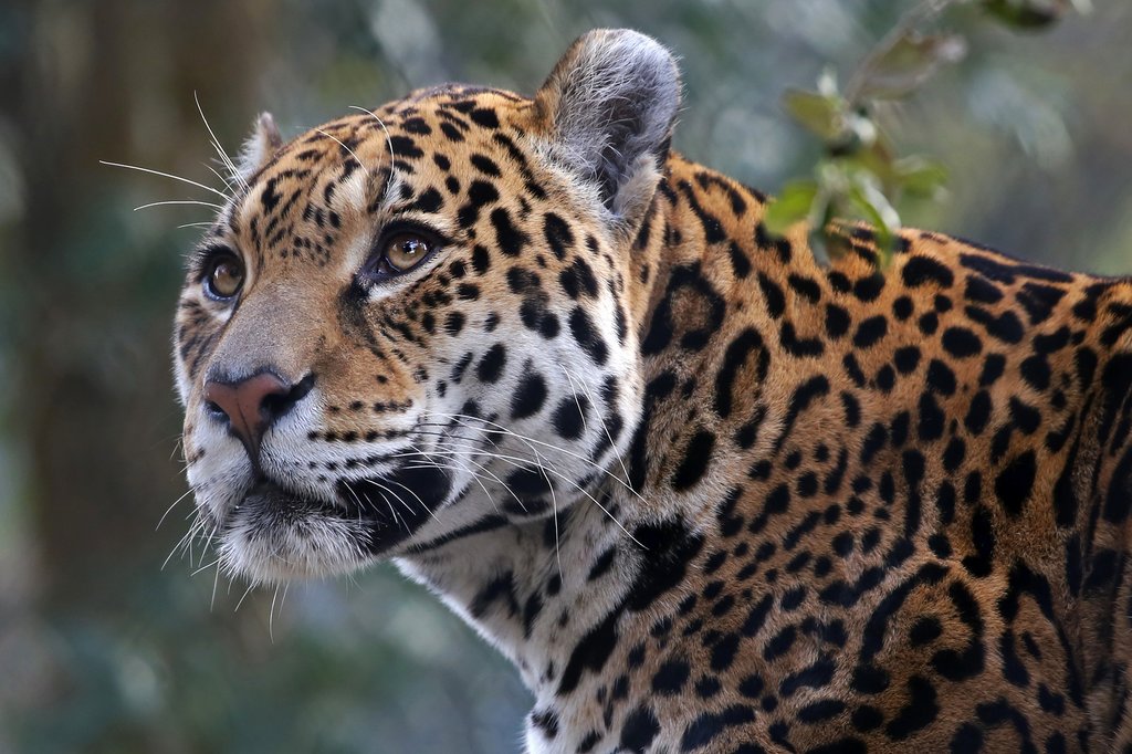 Get lucky and you might spot a jaguar