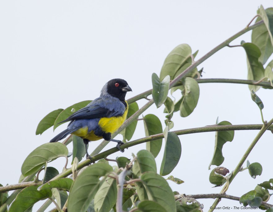 Hooded Mountain-Tanager