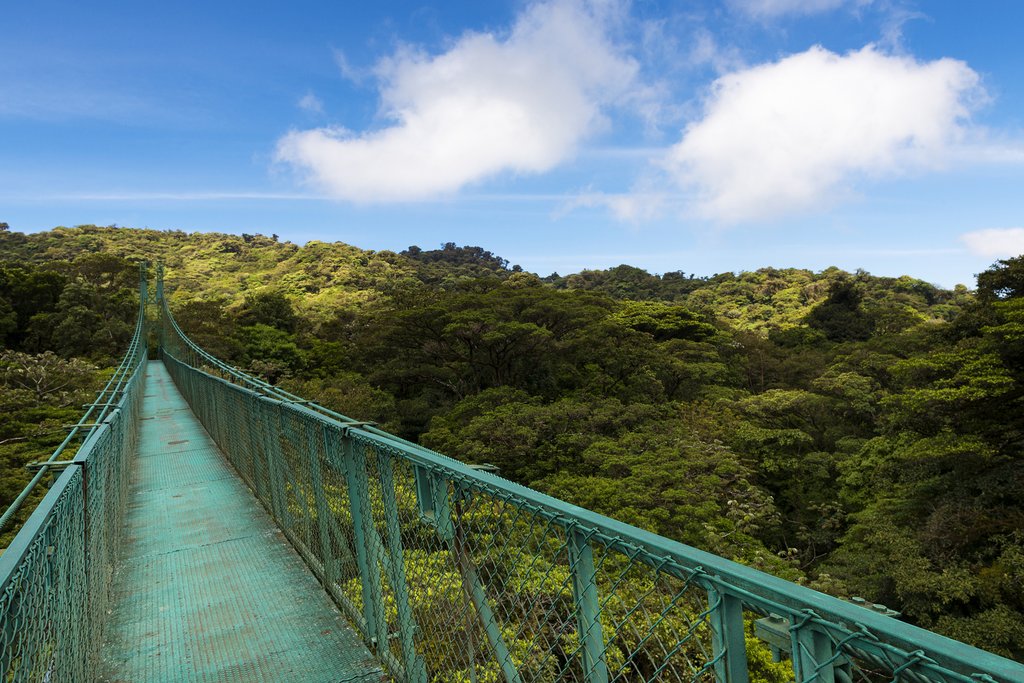Suspension bridge in the cloud forest