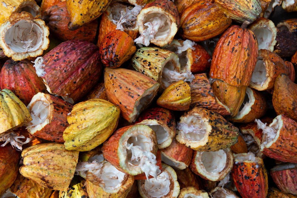 Visit a cocoa plantation in Karangasem