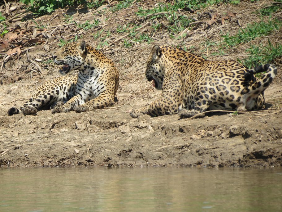 Jaguars relaxing on the riverbank