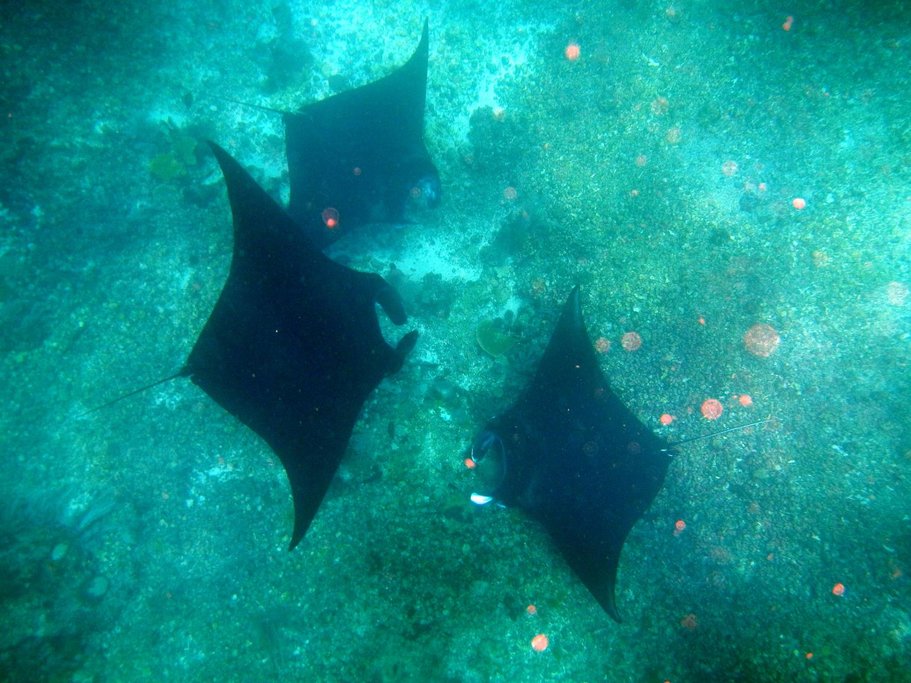 Resident rays