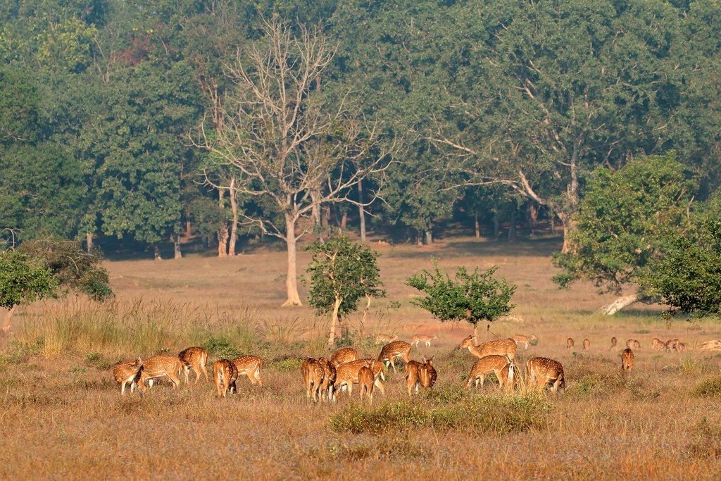 Kanha National Park is home to many wild animals, like these deer