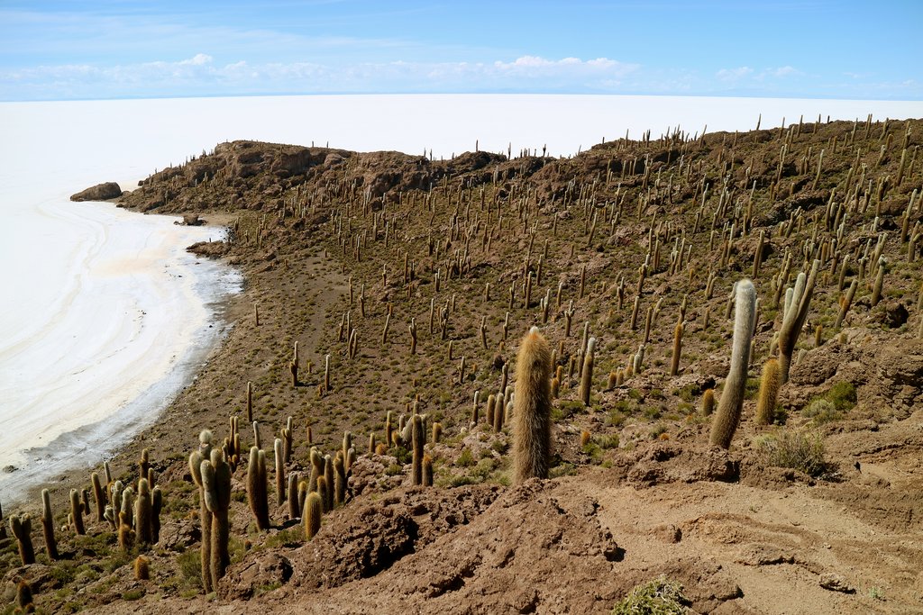 Isla Incahuasi is famous for its enormous cacti and the stunning views of the salt flats