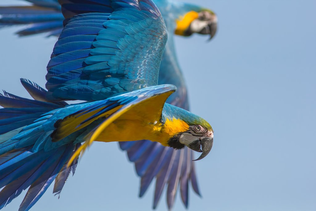 The brightly-colored Macaw is one of the loudest characters in the rainforest