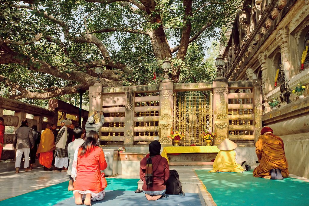 The famous Bodhi Tree in Bodhgaya