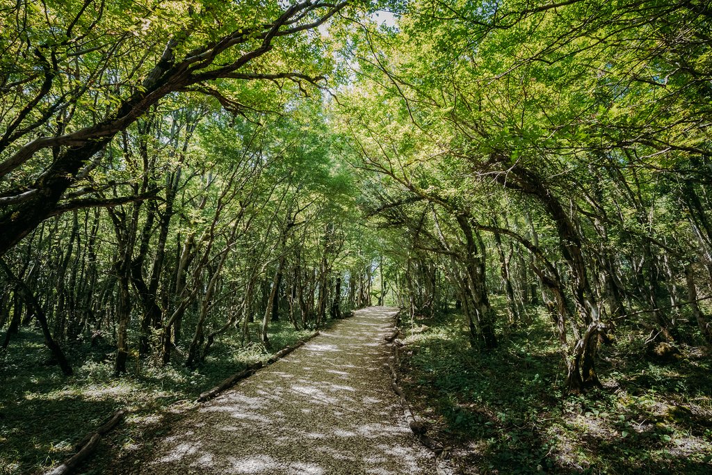 Forest path in Sataplia Nature Reserve