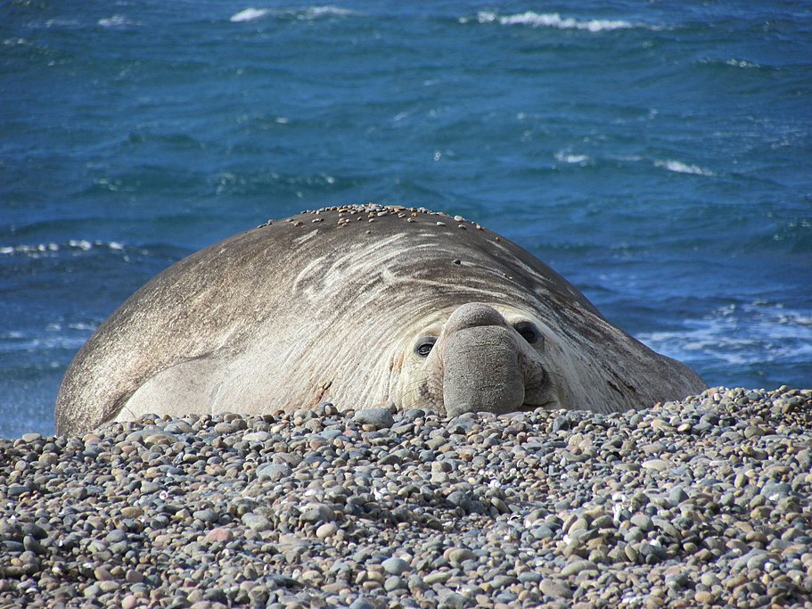 Elephant seal relaxing in Puerto Madryn