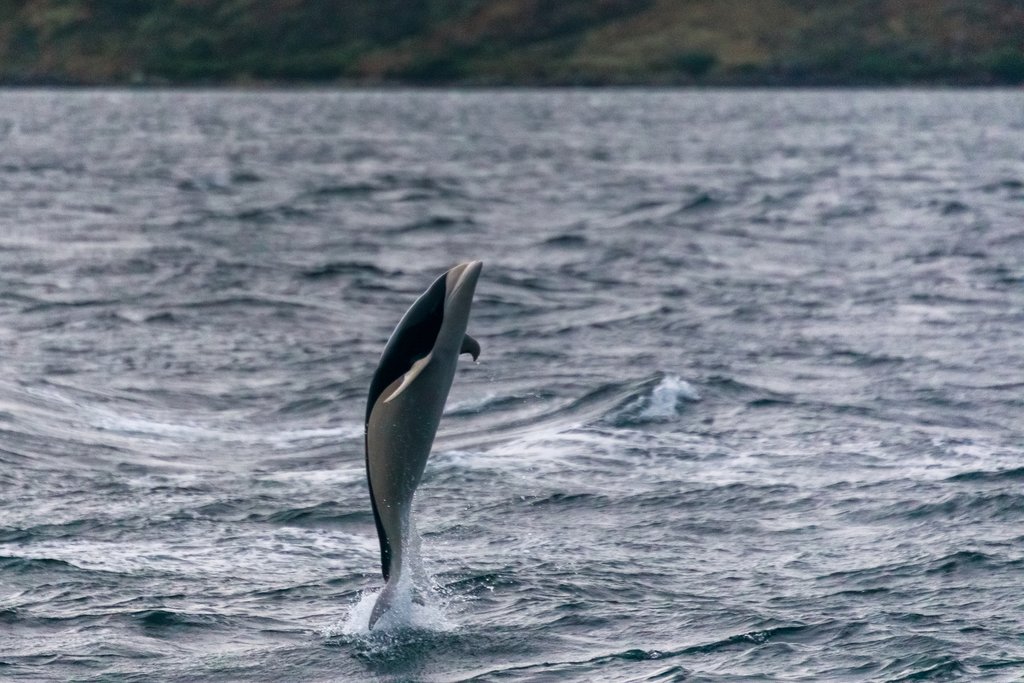 Spot Chilean dolphins in the Strait of Magellan