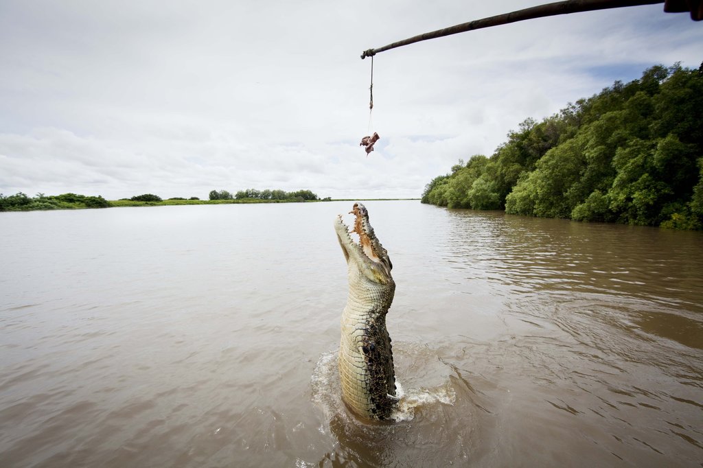 Check out the amazing Jumping Crocs on the Croc Cruise