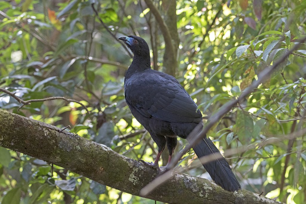 A black guan perched in the trees