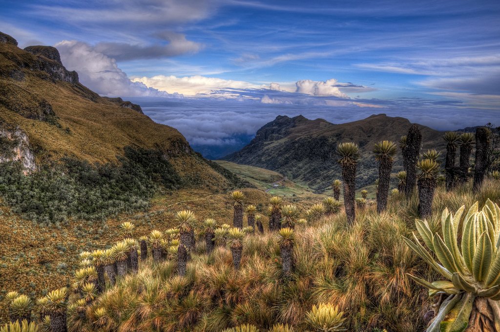 Páramo landscape dotted with espeletia plants near Nevado del Ruis, Colombia