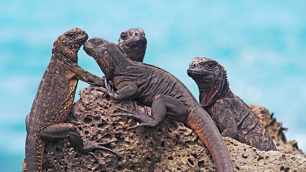 Marine iguanas sunbathing on the shore