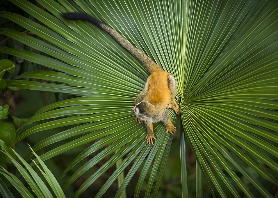 Squirrel monkey in Manuel Antonio