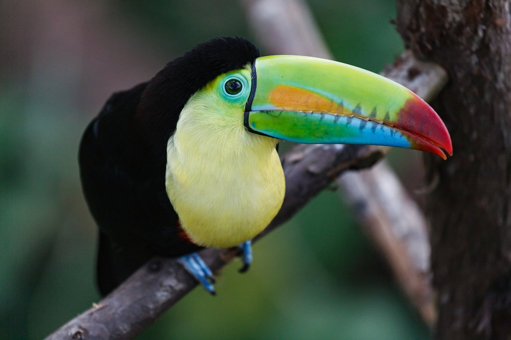 Spot birds, like the keel-billed toucan, in Turrialba