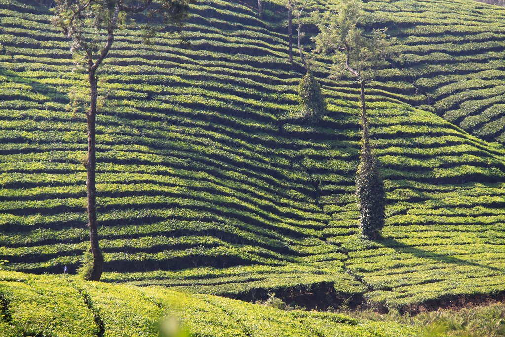 Tea plantations of Wayanad