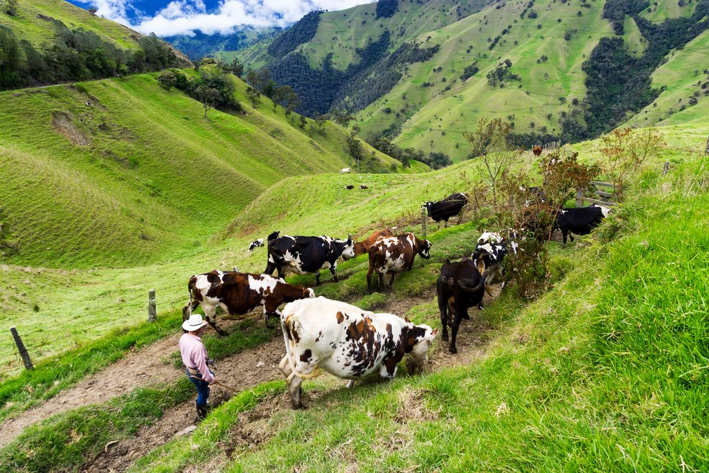 A farmer with his cows in the Quindío Department, Colombia
