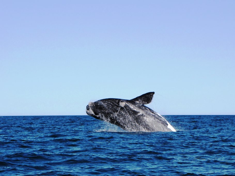 Whale breaching near Puerto Madryn