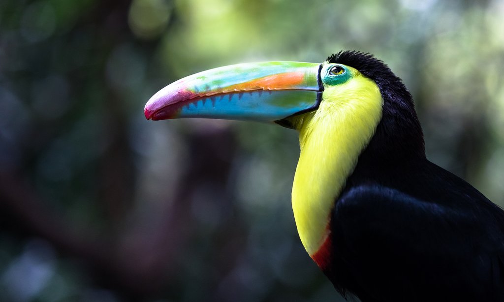 You can see toucans on the Pacific coast