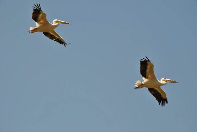 Birdwatching in Ethiopia - 14 Days