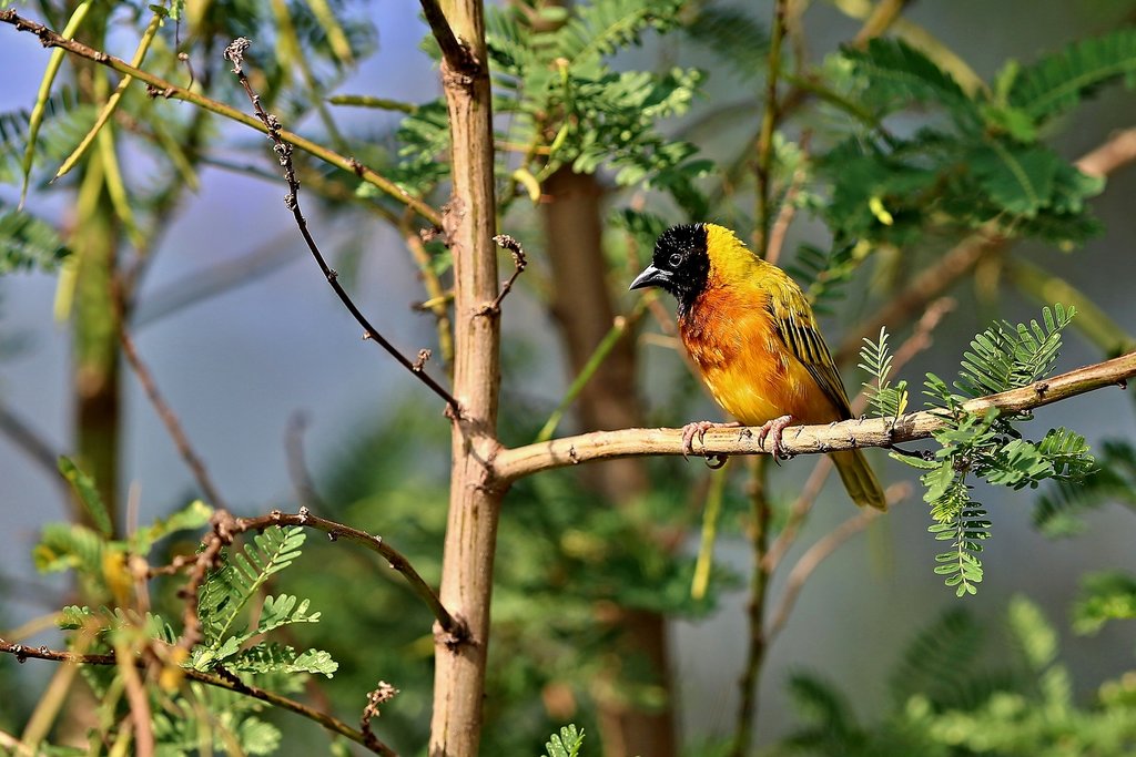 Early morning is the optimal time to experience the diversity of species found here