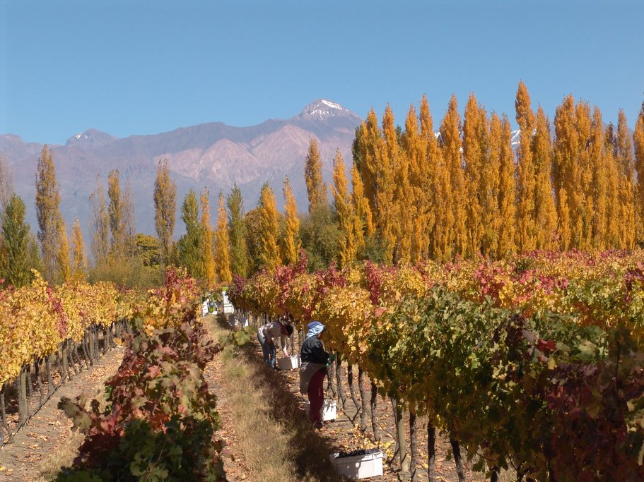 vineyards around Mendoza