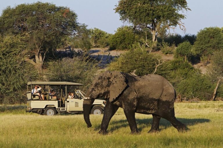 Explore Botswana: Okavango, Makgadikgadi Pans, & Chobe Safari - 7 Days