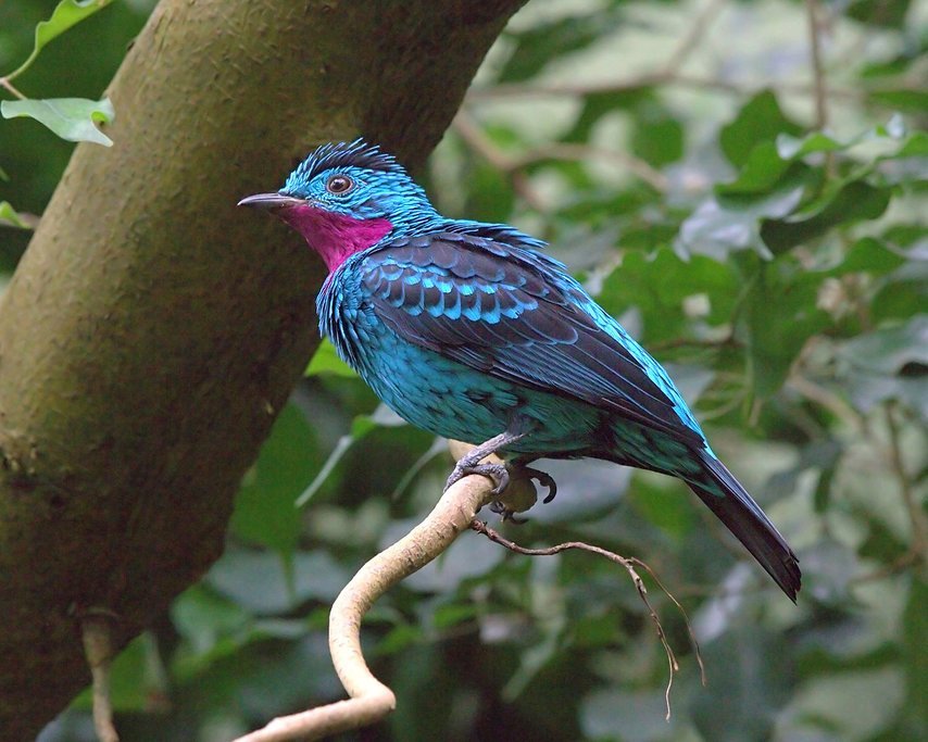 The turquoise cotinga is one of many beautiful birds you can see at the sanctuary
