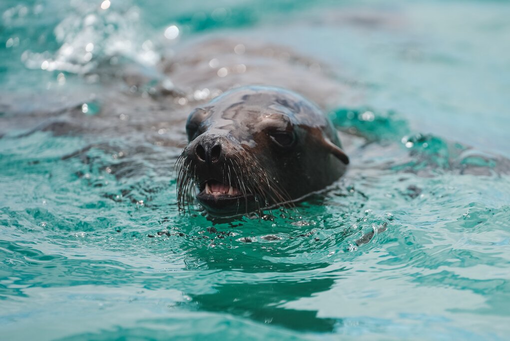 Sea lion