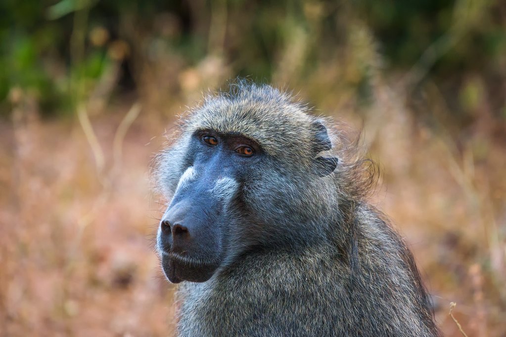 Chacma baboon Chobe National Park
