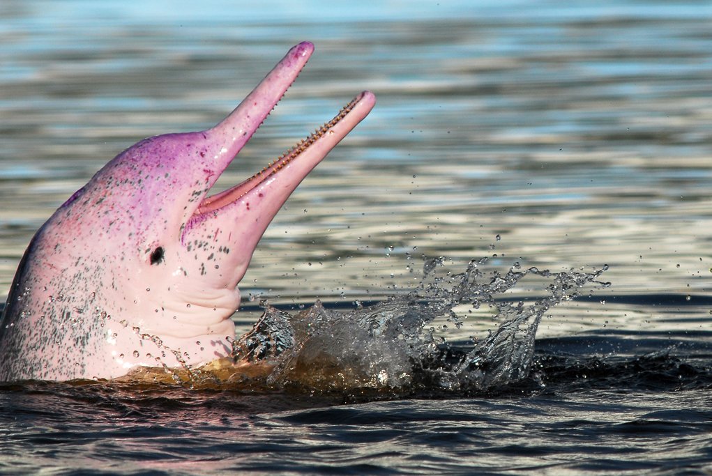 Beautiful pink dolphins found only in the Amazon