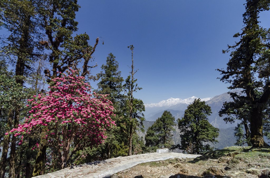 Rhododendron blooms near Chamoli