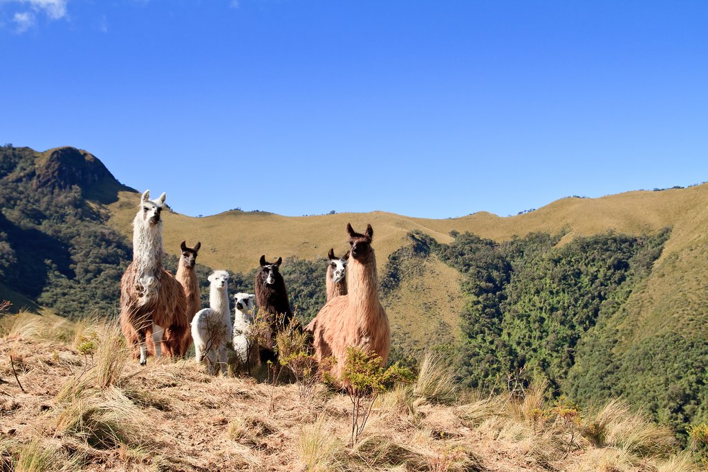 Llamas congregating on the slopes of Pasochoa, an extint vocano.