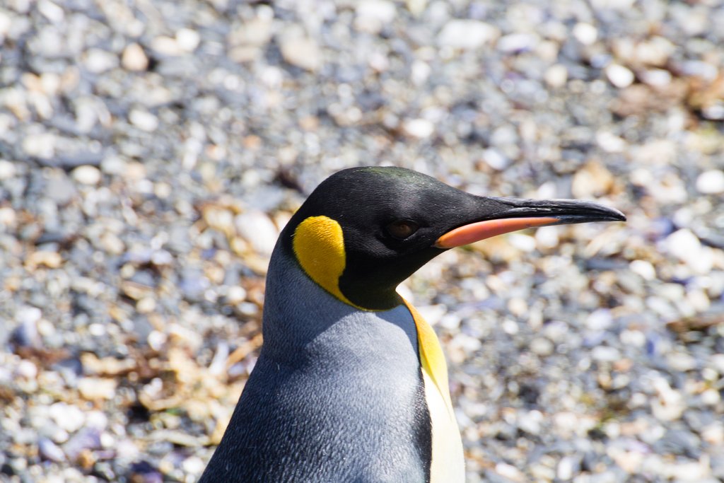 Penguins on Martillo Island