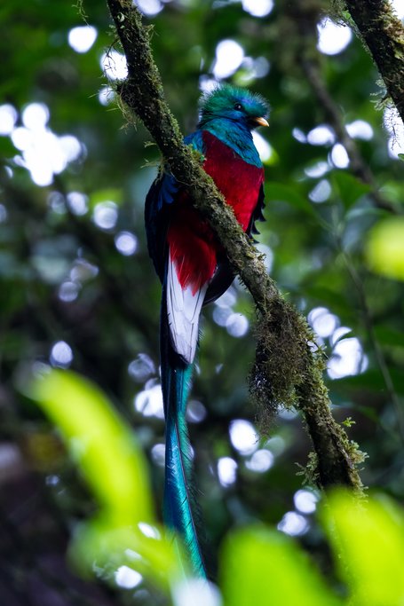 A colorful quetzal bird