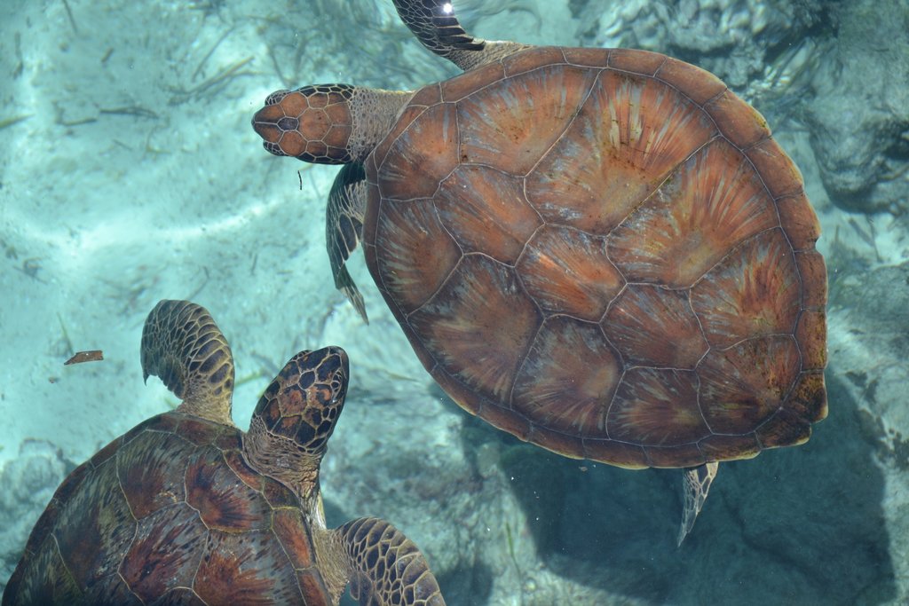 Go swimming in the clear waters off Liukang Loe Island