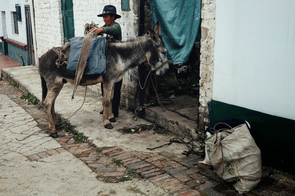 Mule being packed by his rider - Mongui, Boyaca, Colombia
